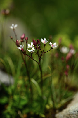 BUITEN BEELD Foto: 363589