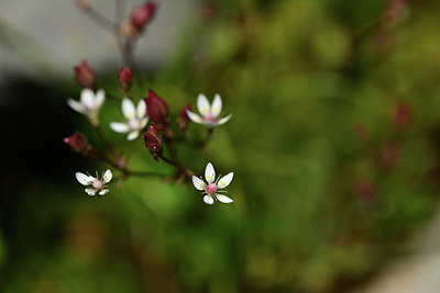 BUITEN BEELD Foto: 363590