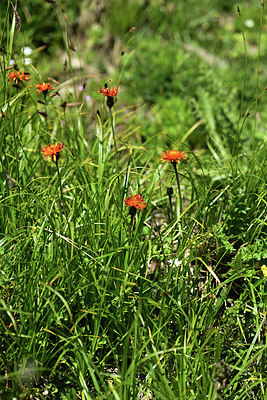 BUITEN BEELD Foto: 363592