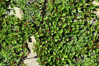 BUITEN BEELD Foto: 363600