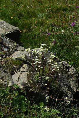 BUITEN BEELD Foto: 363601