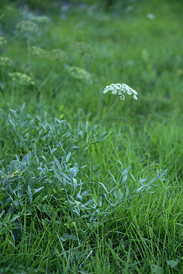 BUITEN BEELD Foto: 363613