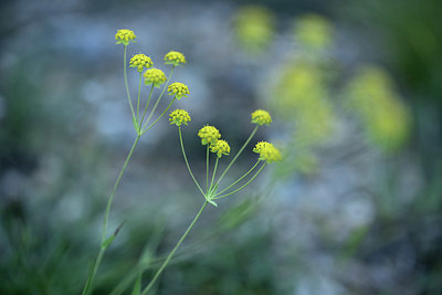 BUITEN BEELD Foto: 363619