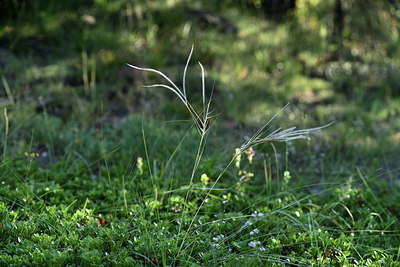 BUITEN BEELD Foto: 363621