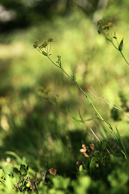 BUITEN BEELD Foto: 363622