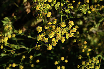 BUITEN BEELD Foto: 363625