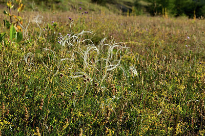 BUITEN BEELD Foto: 363626