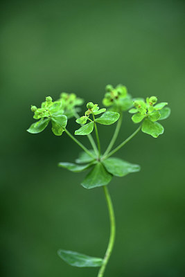 BUITEN BEELD Foto: 363633