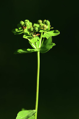 BUITEN BEELD Foto: 363637