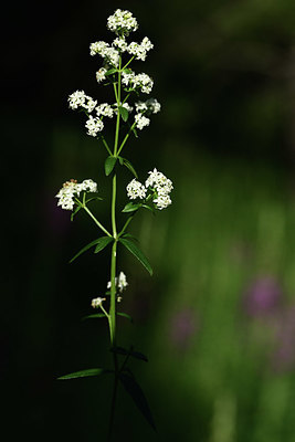 BUITEN BEELD Foto: 363642