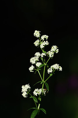 BUITEN BEELD Foto: 363643