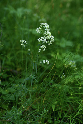 BUITEN BEELD Foto: 363647