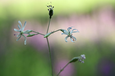 BUITEN BEELD Foto: 363652