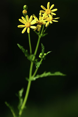 BUITEN BEELD Foto: 363656
