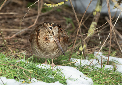 BUITEN BEELD Foto: 363695