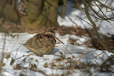 BUITEN BEELD Foto: 363699