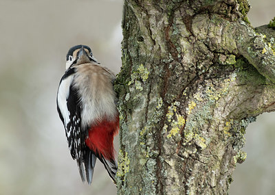 BUITEN BEELD Foto: 363701