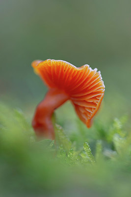BUITEN BEELD Foto: 363717
