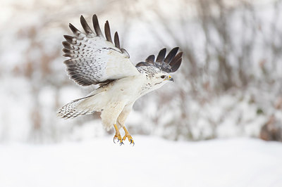 BUITEN BEELD Foto: 363738