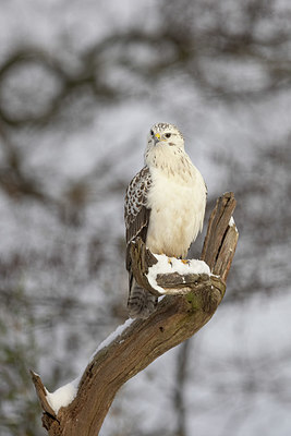 BUITEN BEELD Foto: 363740