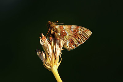 BUITEN BEELD Foto: 363849