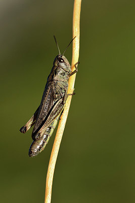 BUITEN BEELD Foto: 363850