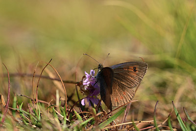 BUITEN BEELD Foto: 363861