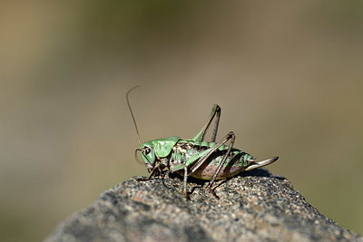 BUITEN BEELD Foto: 363864