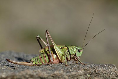 BUITEN BEELD Foto: 363865