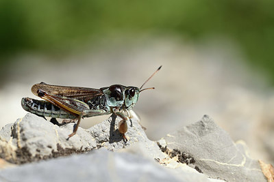 BUITEN BEELD Foto: 363876