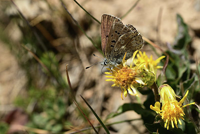 BUITEN BEELD Foto: 363884