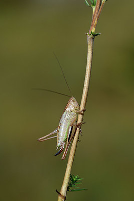 BUITEN BEELD Foto: 363887