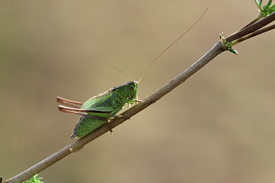 BUITEN BEELD Foto: 363889