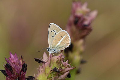 BUITEN BEELD Foto: 363890