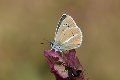 BUITEN BEELD Foto: 363891