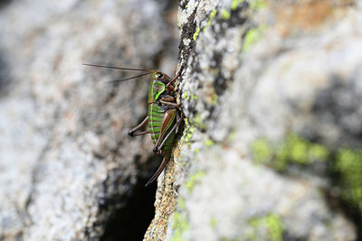 BUITEN BEELD Foto: 363894