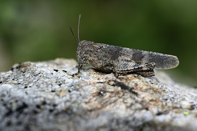 BUITEN BEELD Foto: 363895