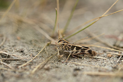 BUITEN BEELD Foto: 363905