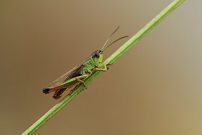 BUITEN BEELD Foto: 363912