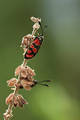 BUITEN BEELD Foto: 363915