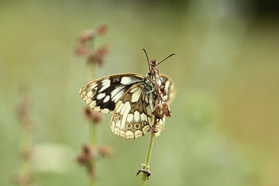 BUITEN BEELD Foto: 363919