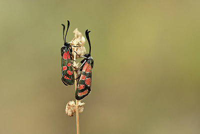 BUITEN BEELD Foto: 363923
