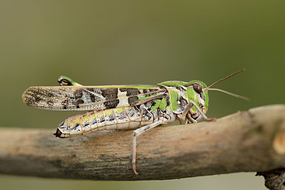 BUITEN BEELD Foto: 363925