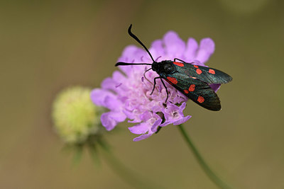 BUITEN BEELD Foto: 363932