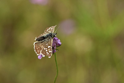 BUITEN BEELD Foto: 363933