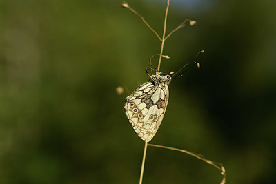 BUITEN BEELD Foto: 363949