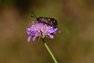 BUITEN BEELD Foto: 363952