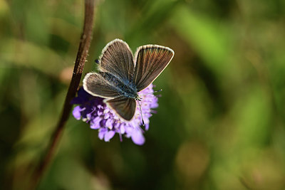 BUITEN BEELD Foto: 363953