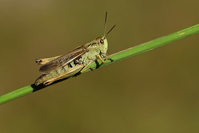 BUITEN BEELD Foto: 363957