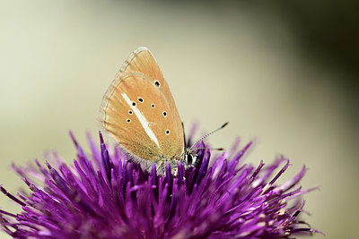 BUITEN BEELD Foto: 363964